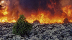 Wildfire plays an important role in the health of Idaho's rangelands. 