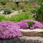 Saponaria occimodies blooms in spring through early summer…S. x lempergii, Gaint Flowered Soapwort is nearly identical but slightly larger blooms that start in summer and last to late fall.