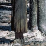 Be aware of partially burned trees, they can fall and be deadly.