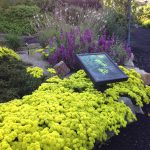 Sulfur Buckwheat (Eriogonum umbellatum), extremely drought tolerant native up to 18” tall, The purple plant in back ground is Salvia pachyphylla ‘Blue Flame’ is a oily plant and at a minimum should be far into Firewise Zone 2.