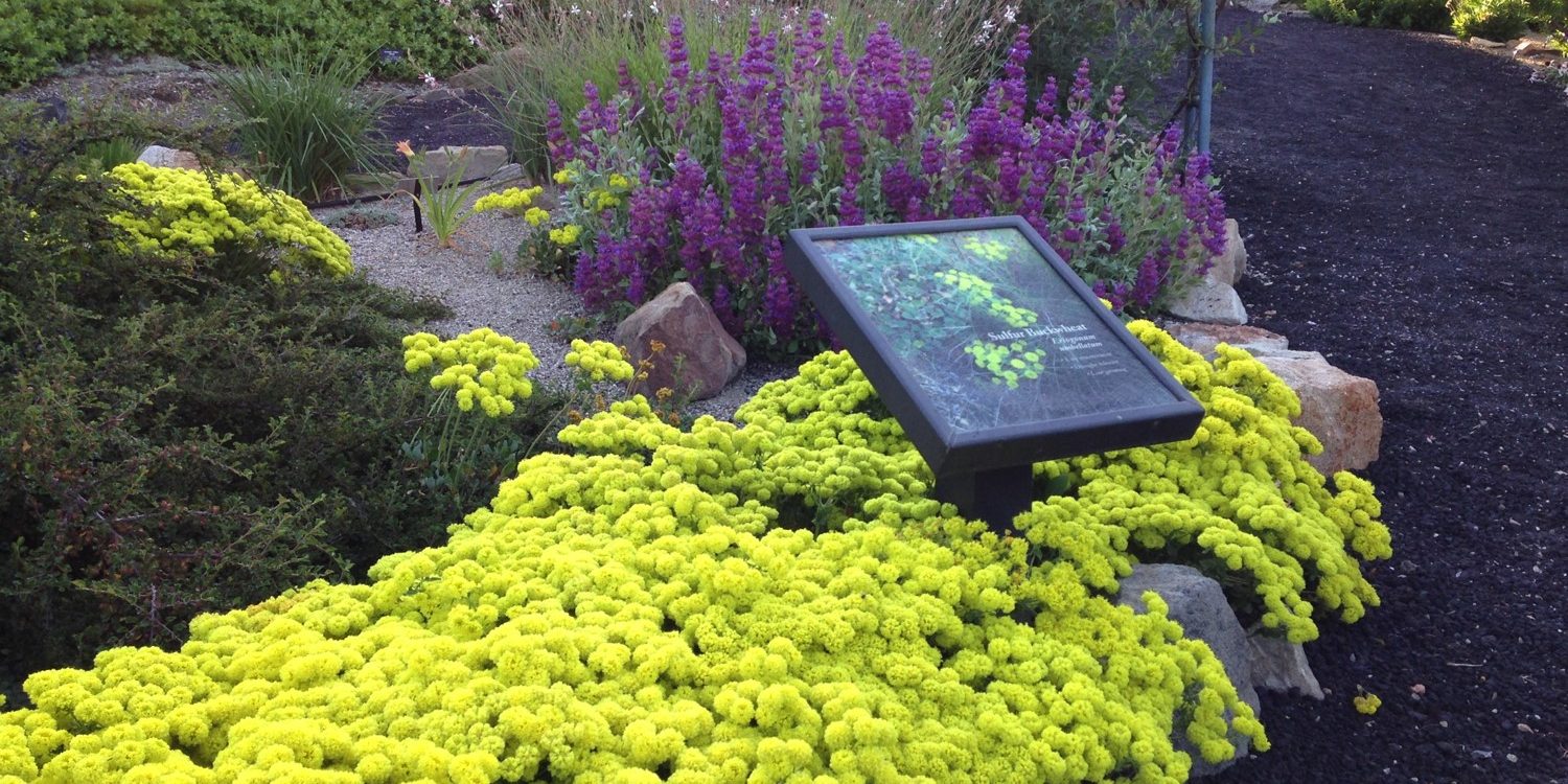 Sulfur Buckwheat (Eriogonum umbellatum), extremely drought tolerant native up to 18” tall, The purple plant in back ground is Salvia pachyphylla ‘Blue Flame’ is a oily plant and at a minimum should be far into Firewise Zone 2.